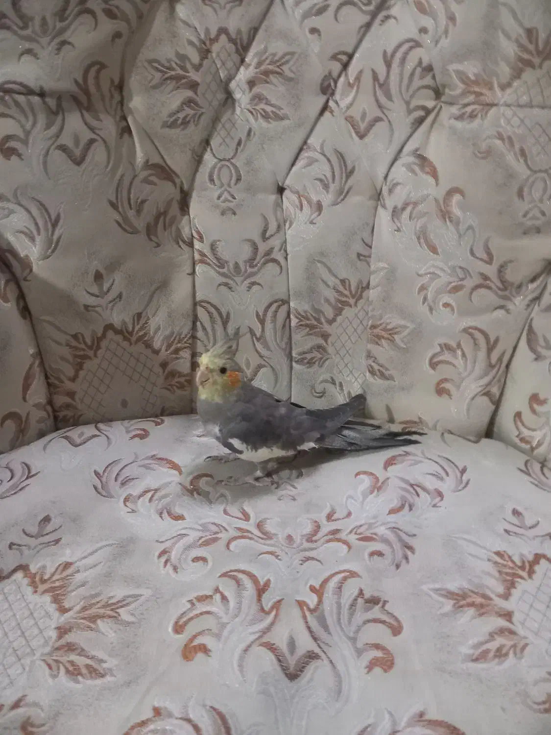 جفت|پرنده|قزوین, |دیوار