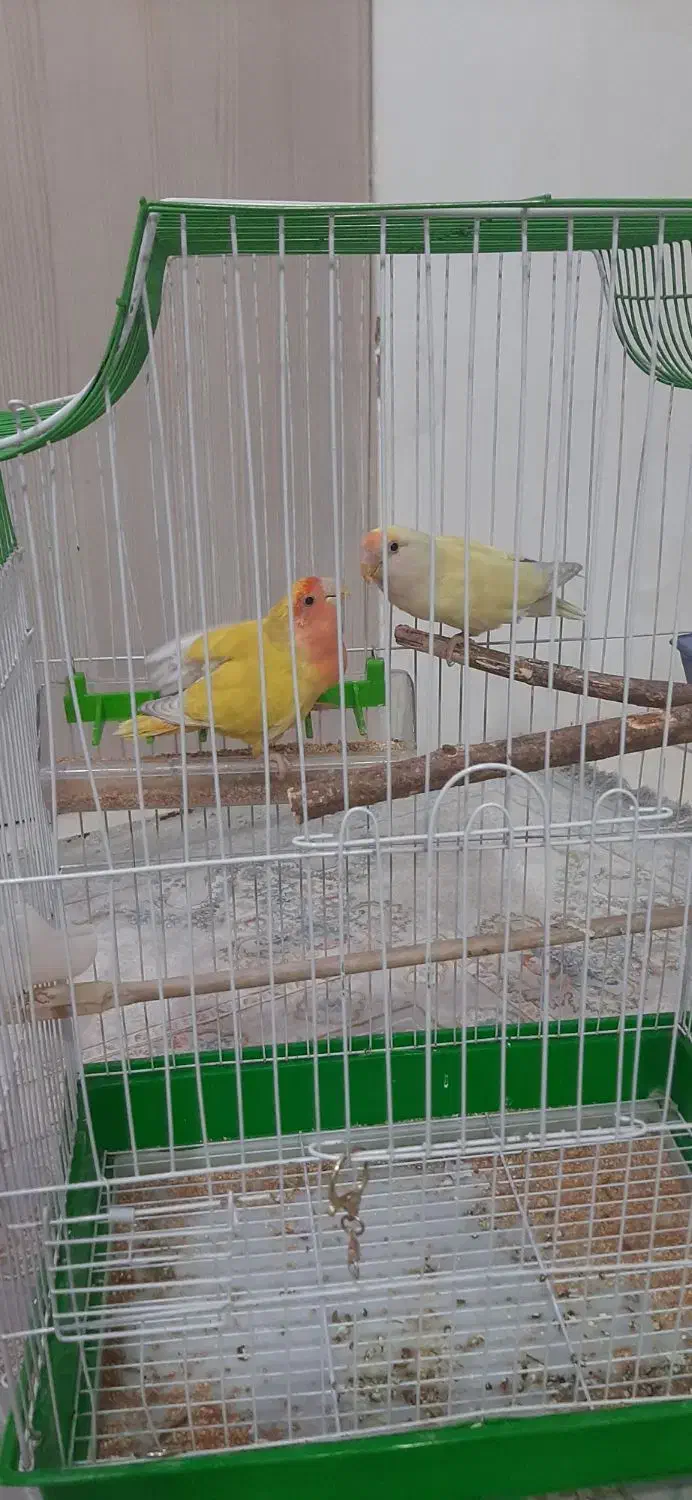 طوطی برزیلی|پرنده|رباط‌کریم, الارد|دیوار