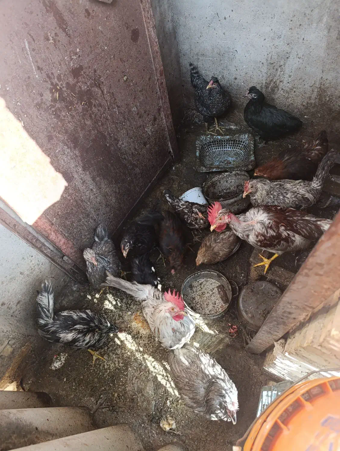 مرغ خروس حراج|حیوانات مزرعه|لوندویل, |دیوار