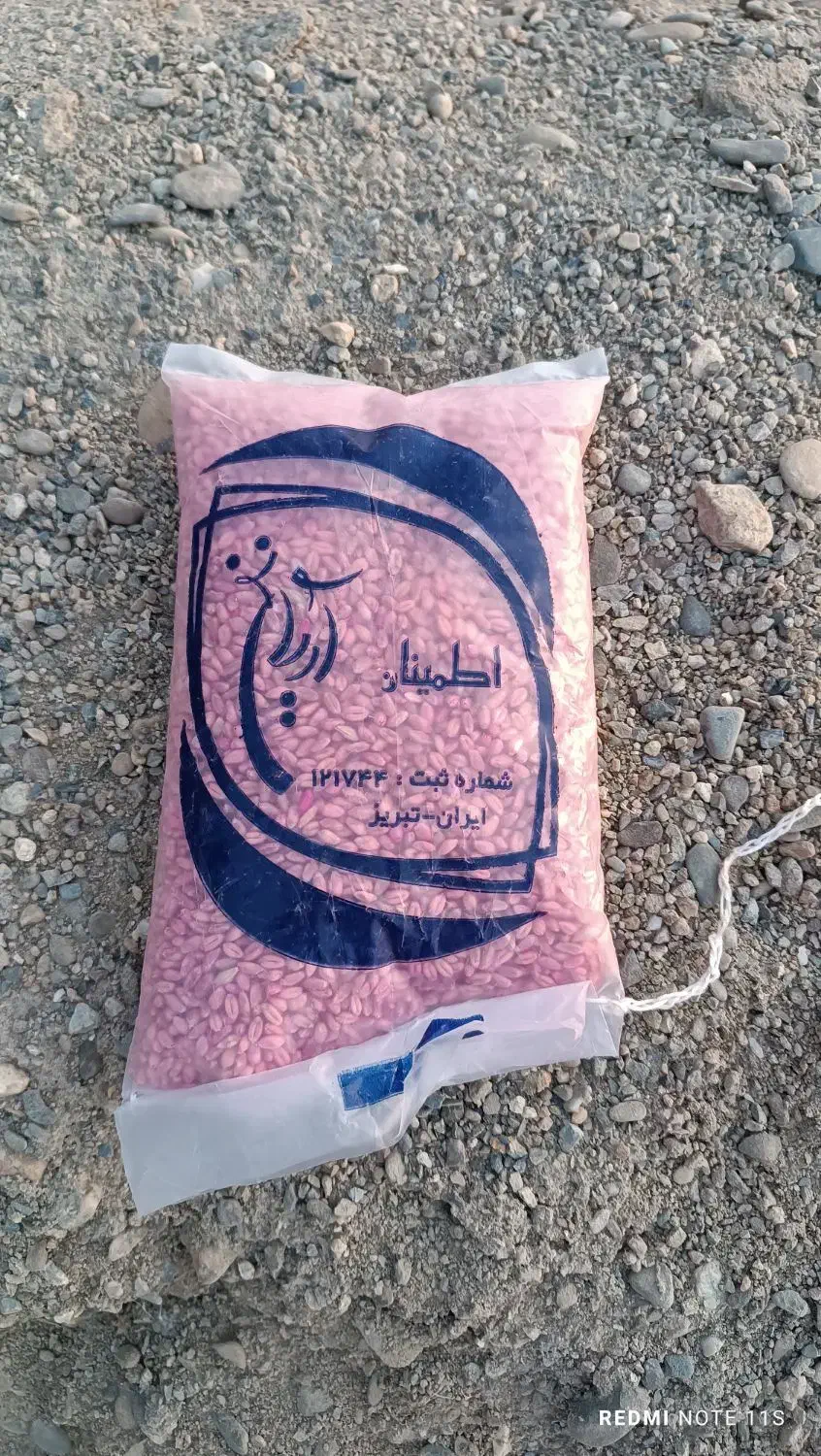 بذر گندم آبی میهن اشنویه بوجاری شده و آماده کاشت|عمده‌فروشی|بوکان, |دیوار