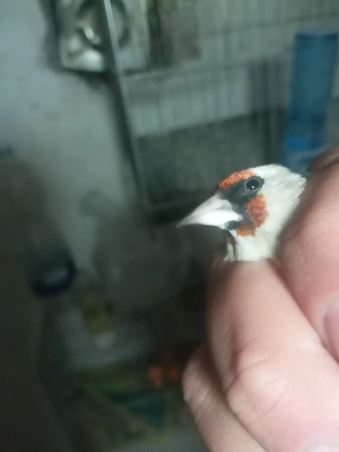 سهره ماده داغ سر چونه خطی|پرنده|اردبیل, |دیوار