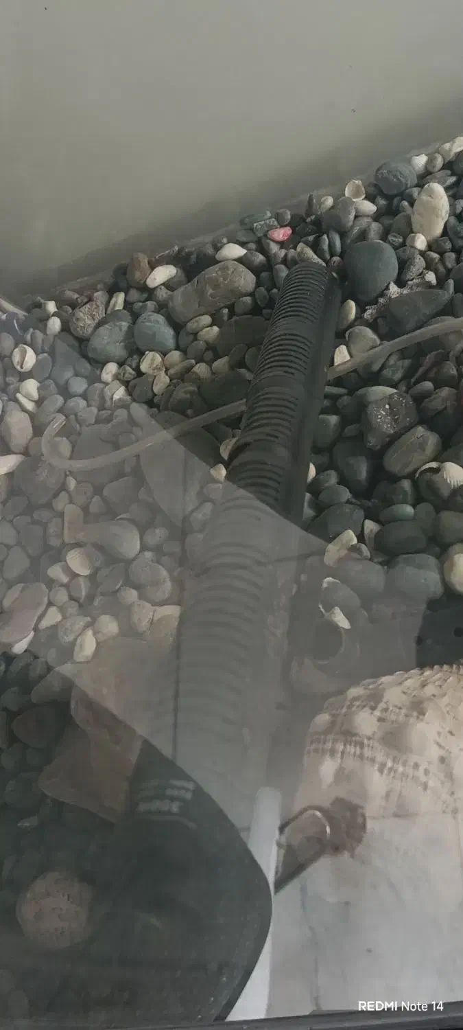 اکواریوم ماهیران شیشه خم|ماهی|اصفهان, کوی شهید کشوری|دیوار