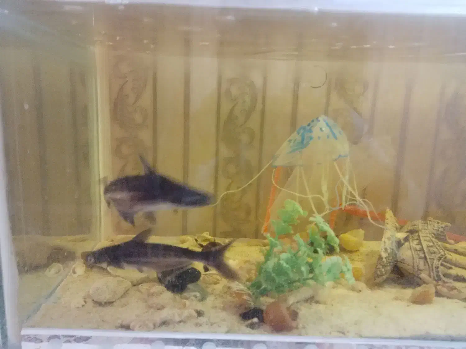 آکواریوم+ماهی و لوازم|ماهی|قوچان, |دیوار