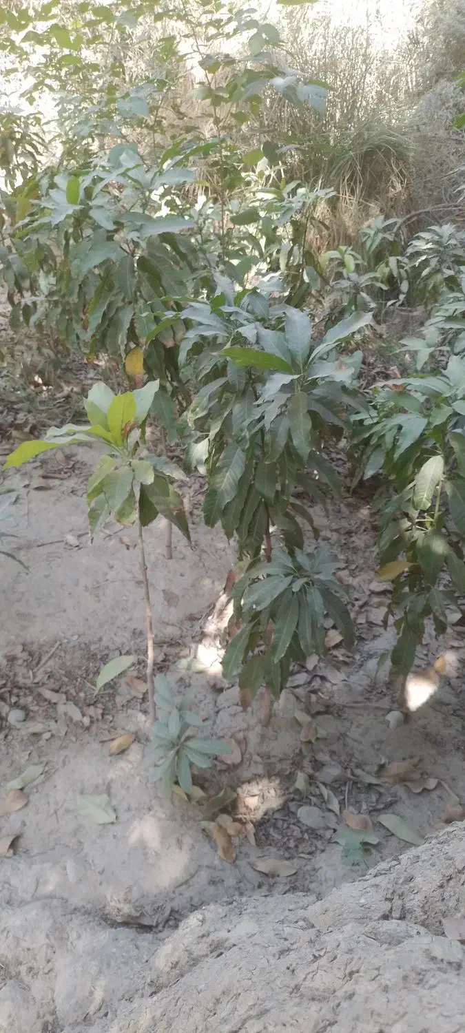 نهال انبه|گل و گیاه طبیعی|میناب, |دیوار