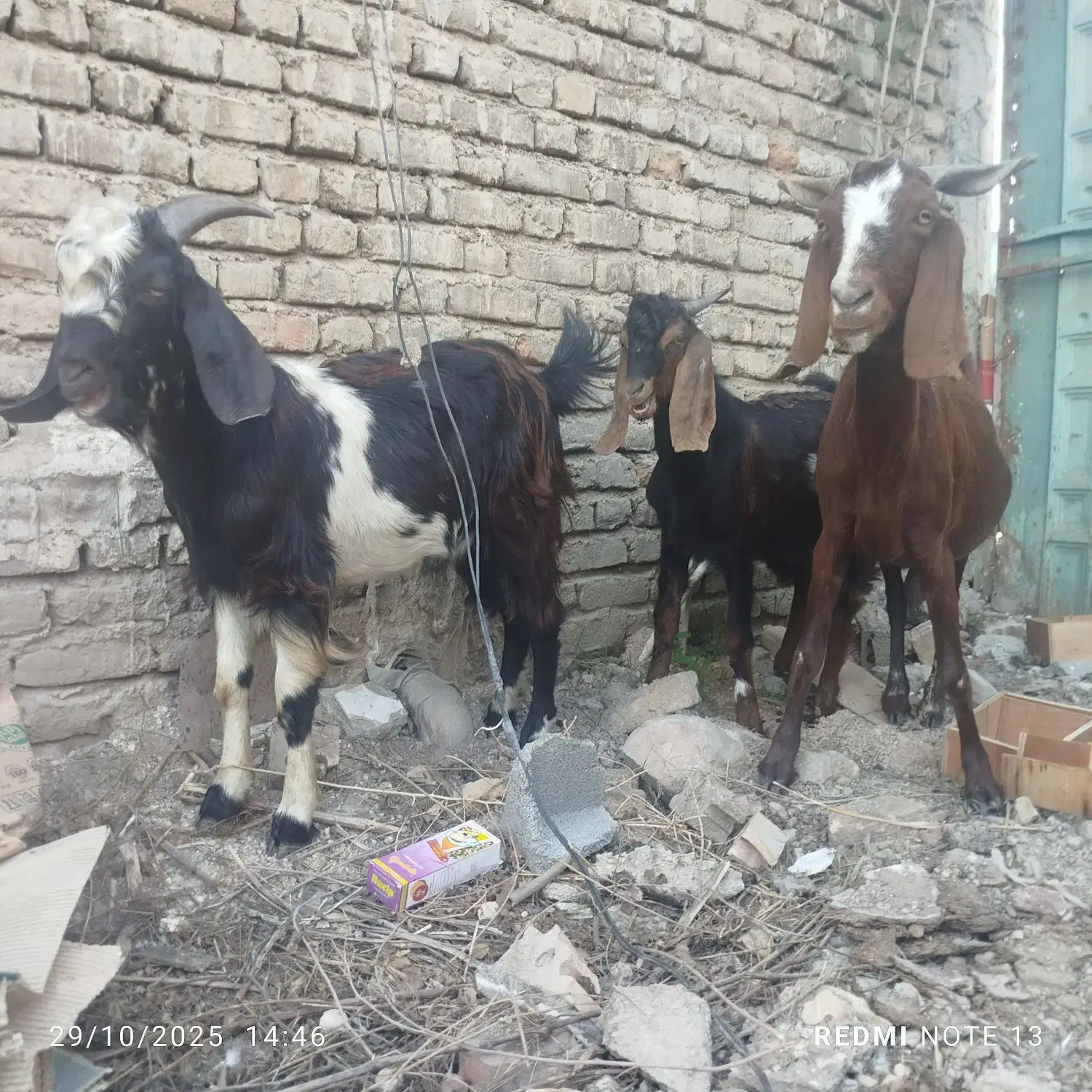 بز سه قلو زا ابستن و بزغاله های نر چوش چبش|حیوانات مزرعه|تاتار علیا, |دیوار