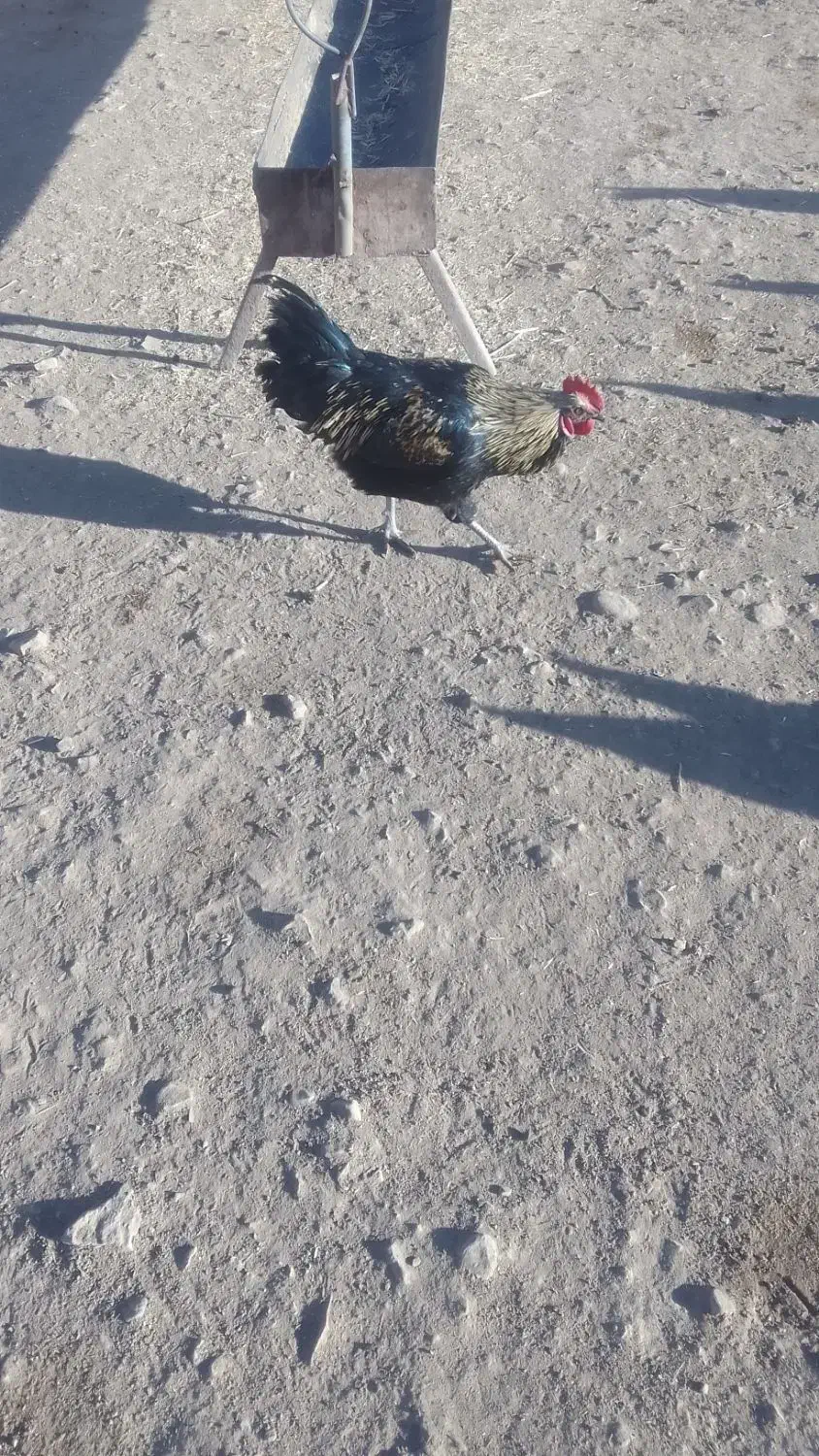 خروس  محلی|حیوانات مزرعه|عطاملک, |دیوار