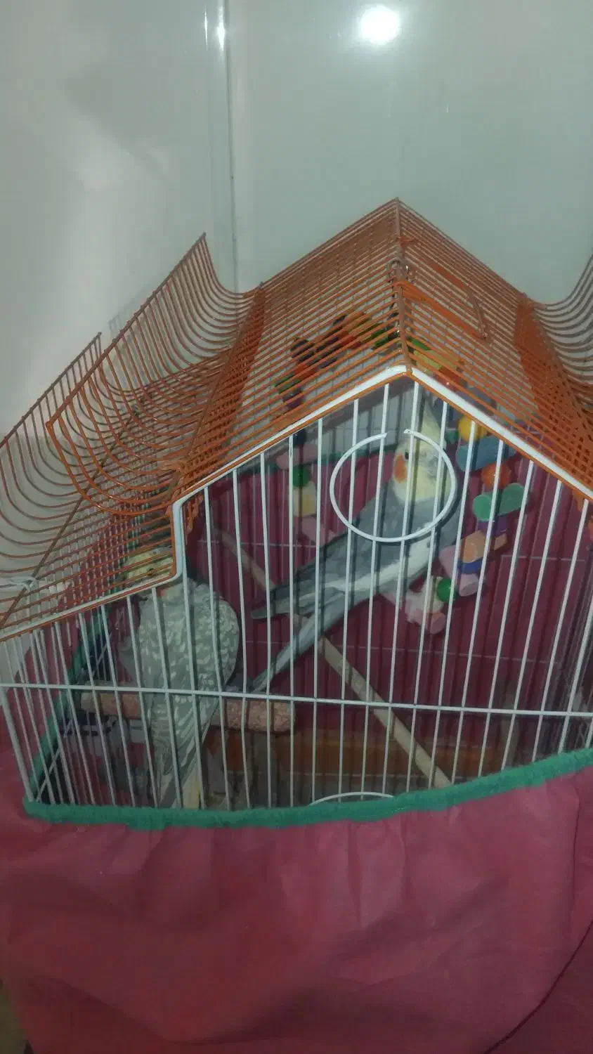 عروس هلندی|پرنده|قم, شهرک فاطمیه|دیوار