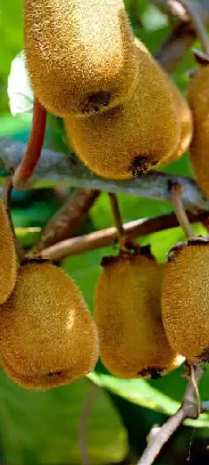 خرید کیوی نقدی با قیمت مناسب|خدمات باغبانی و درختکاری|تالش, هشتپر|دیوار