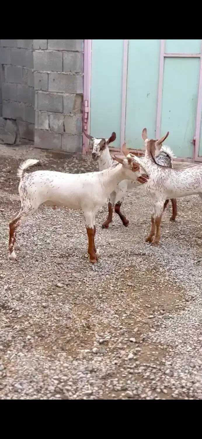 حنایی و گل توپ|حیوانات مزرعه|لردگان, |دیوار