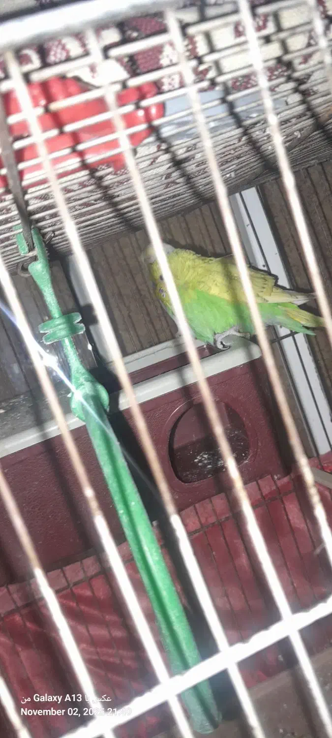 جفت مرغ عشق|پرنده|رباط‌کریم, الارد|دیوار