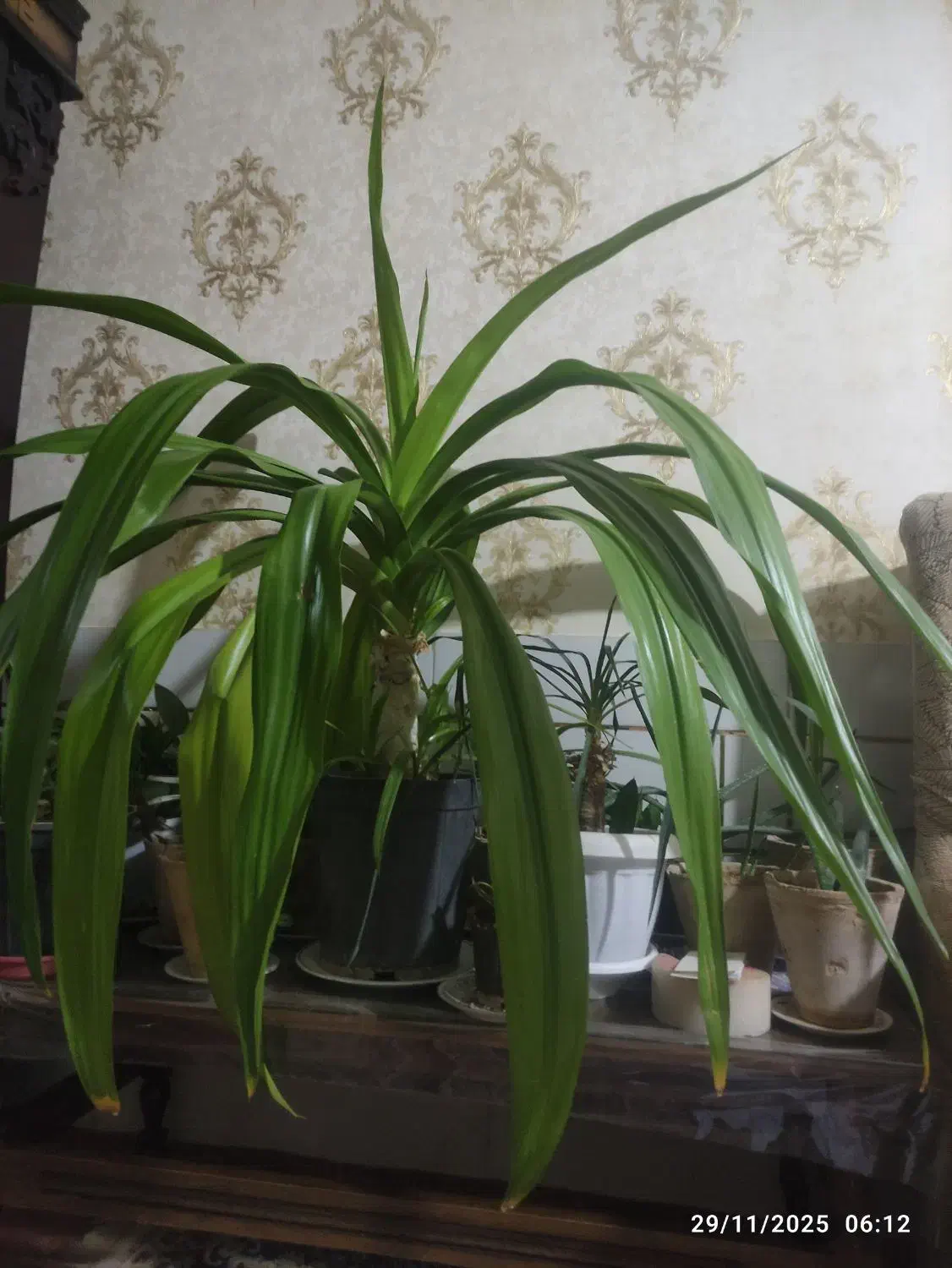 گل سوسن عنکبوتی|گل و گیاه طبیعی|مبارکه, |دیوار