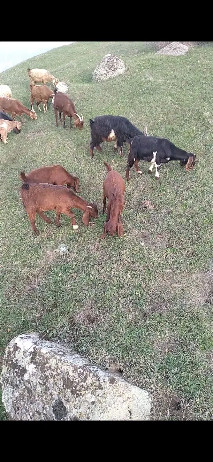 بزهای جوان نژاد عالی|حیوانات مزرعه|اهر, |دیوار