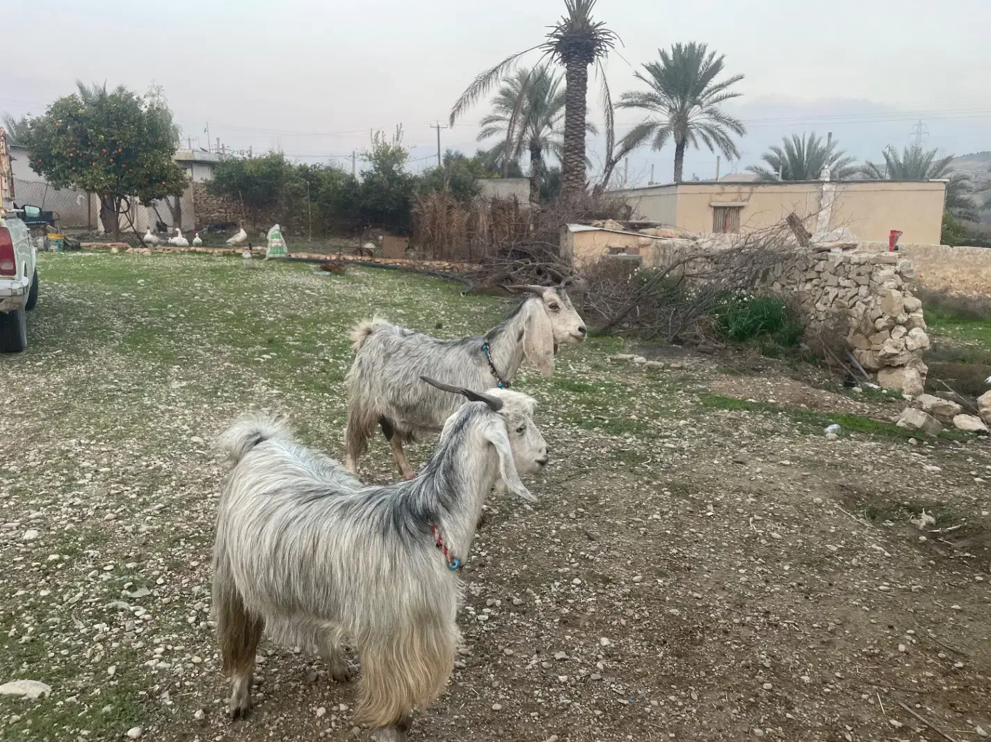 دوراس بز آبستن|حیوانات مزرعه|کازرون, |دیوار