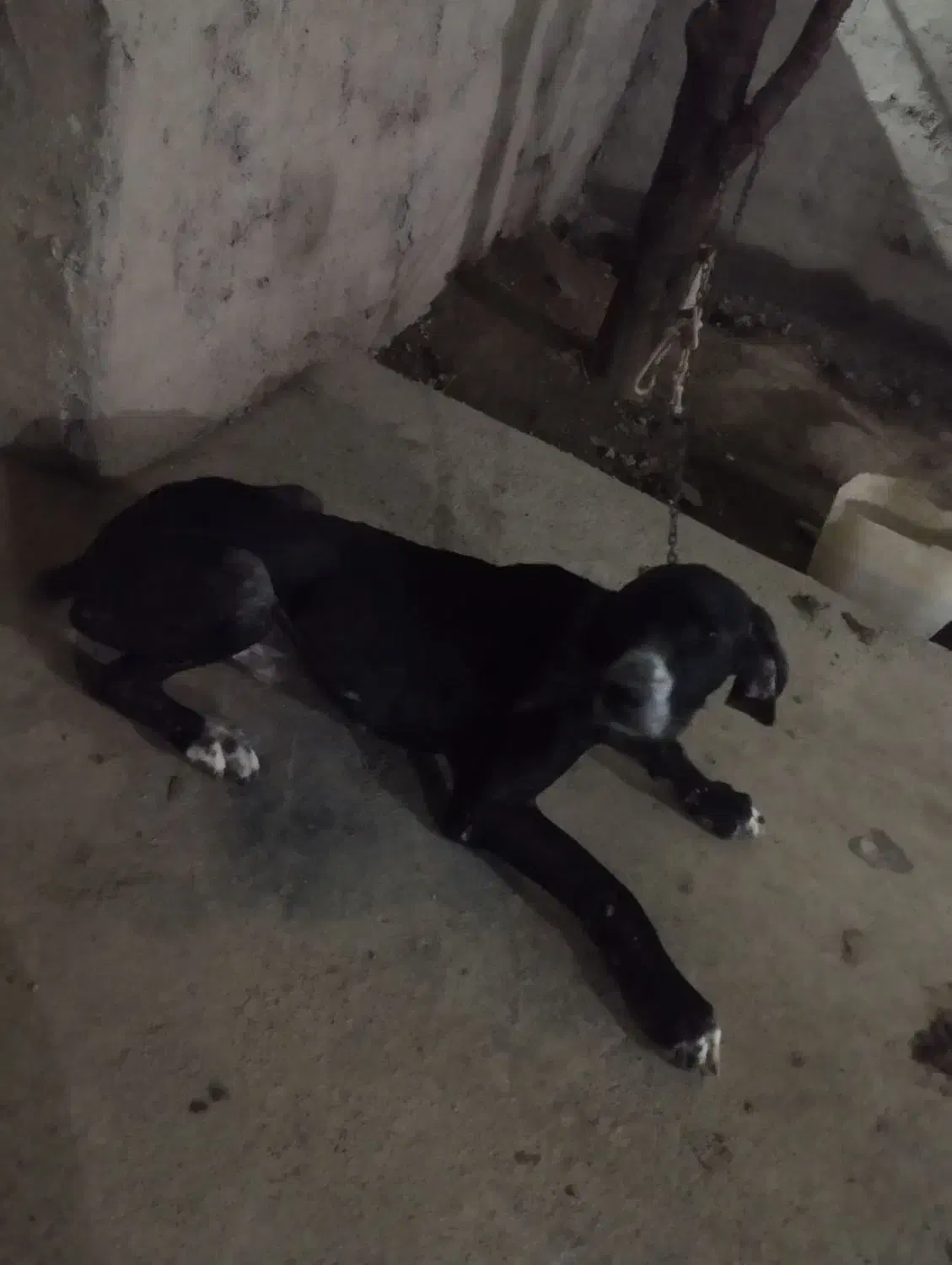 فروش|سگ|خان ببین, |دیوار