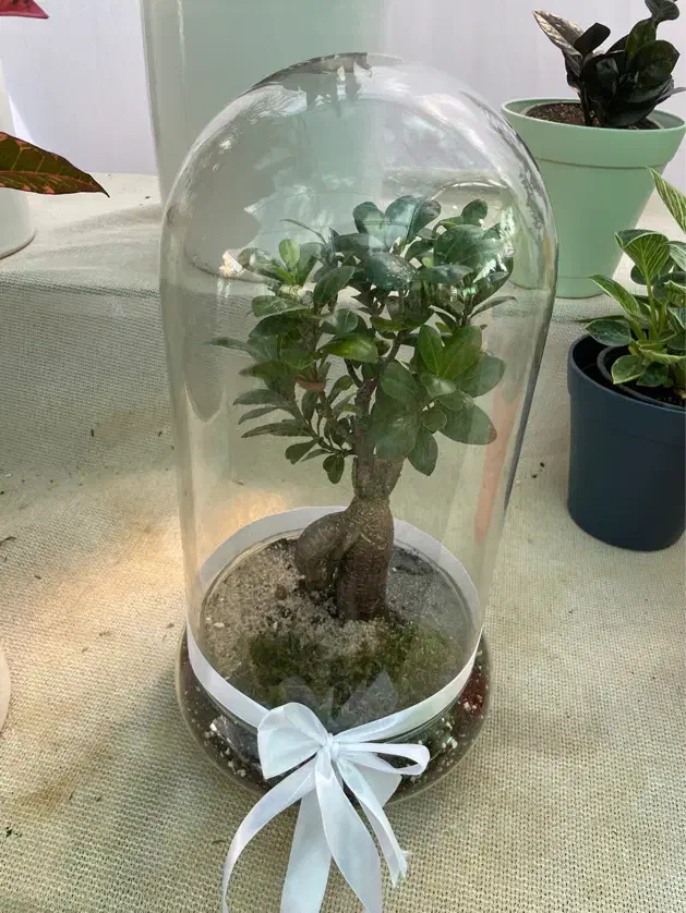 تراریم بنسای|گل و گیاه طبیعی|شیراز, قصرالدشت|دیوار