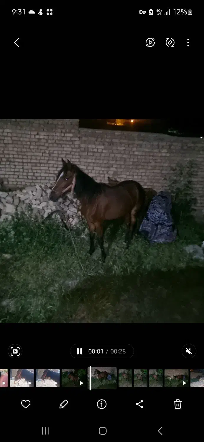 اسب مادیان نژاد کرد سه|اسب و تجهیزات اسب‌سواری|کرچمبو, |دیوار
