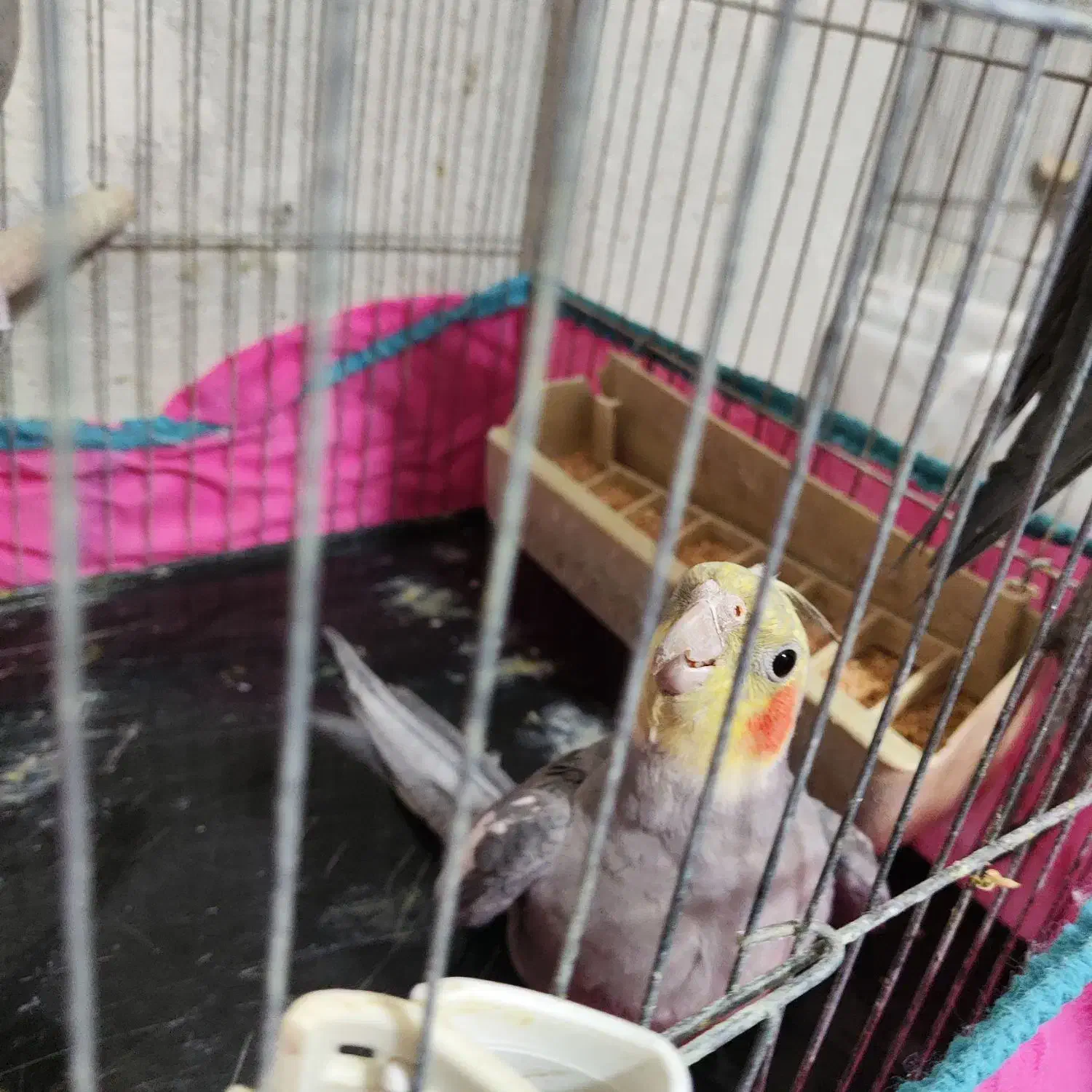 عروس نر بالغ|پرنده|قزوین, |دیوار