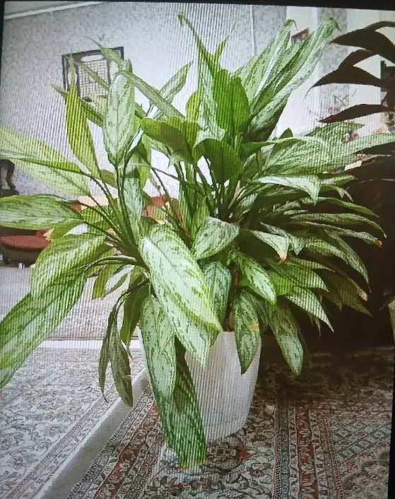 گل طبیعی|گل و گیاه طبیعی|فردیس, نسترن شرقی|دیوار