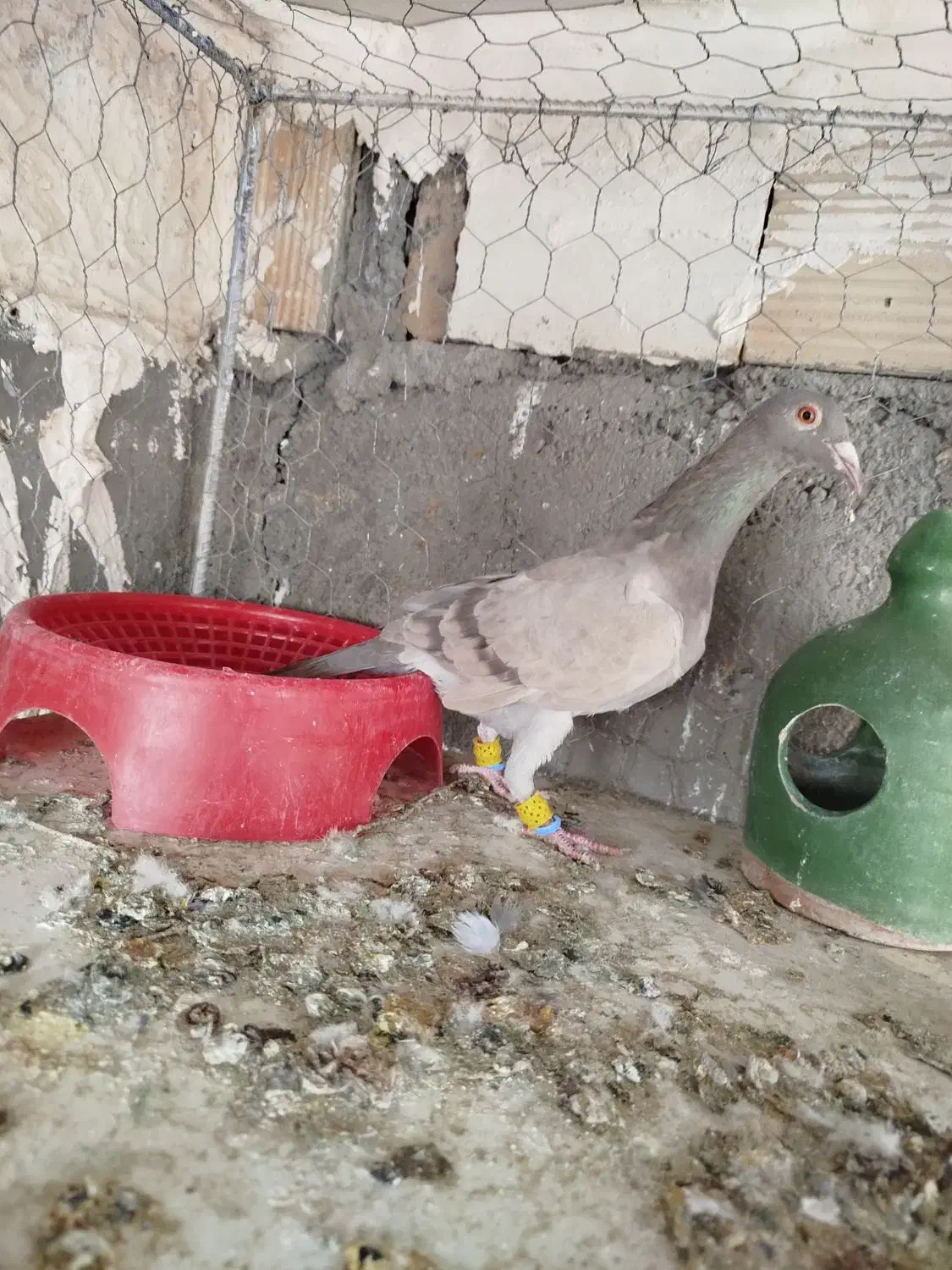 کاغذی خطی ماده عتیقه وبدرنگ ماده هردو گرفتنی|پرنده|قزوین, |دیوار