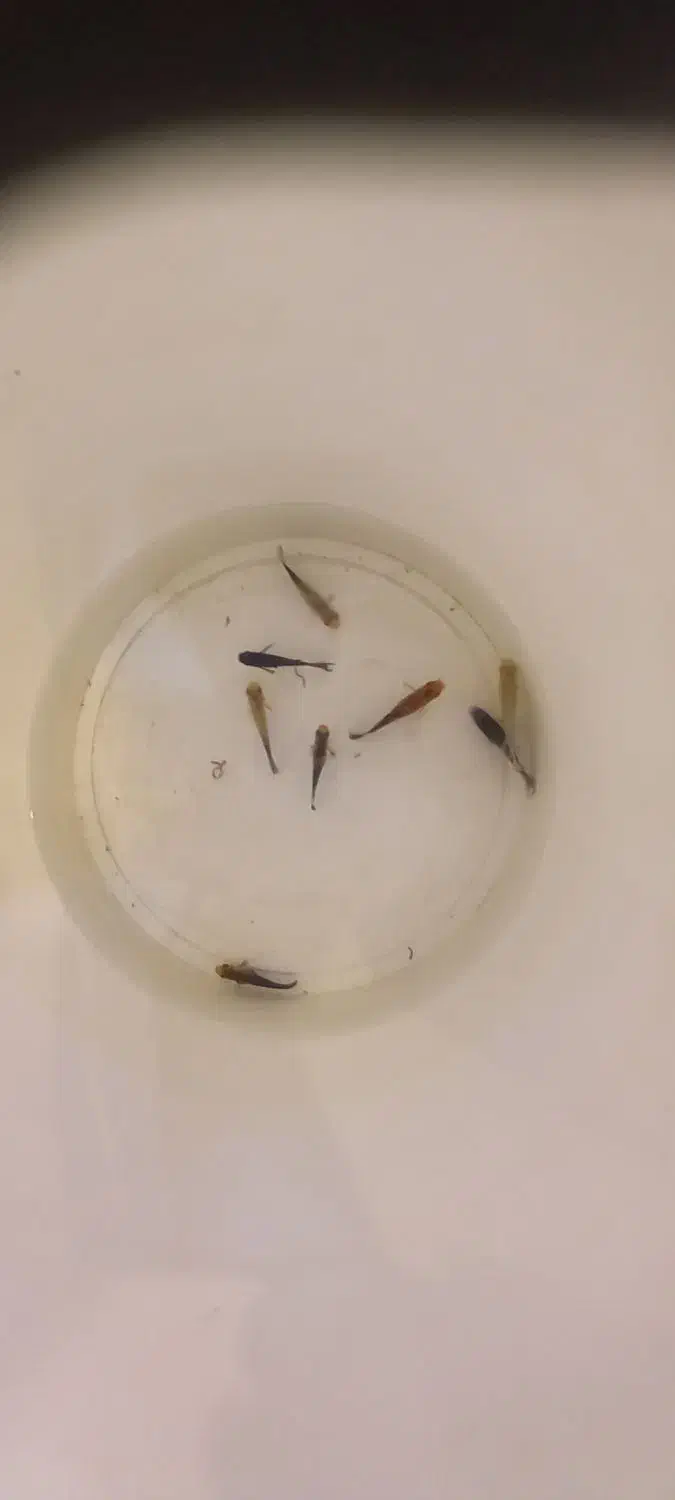 اکواریوم وماهی و لوازم معاوضه باپرنده|ماهی|علی‌آباد کتول, |دیوار