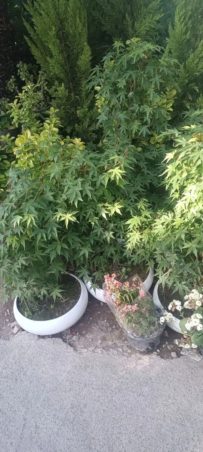 خدمات باغبانی|خدمات باغبانی و درختکاری|قم, پردیسان|دیوار