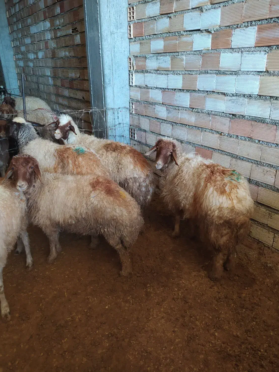 با سلام خدمت دوستان پنج راس میش ابستن شک|حیوانات مزرعه|ملکشاهی, |دیوار