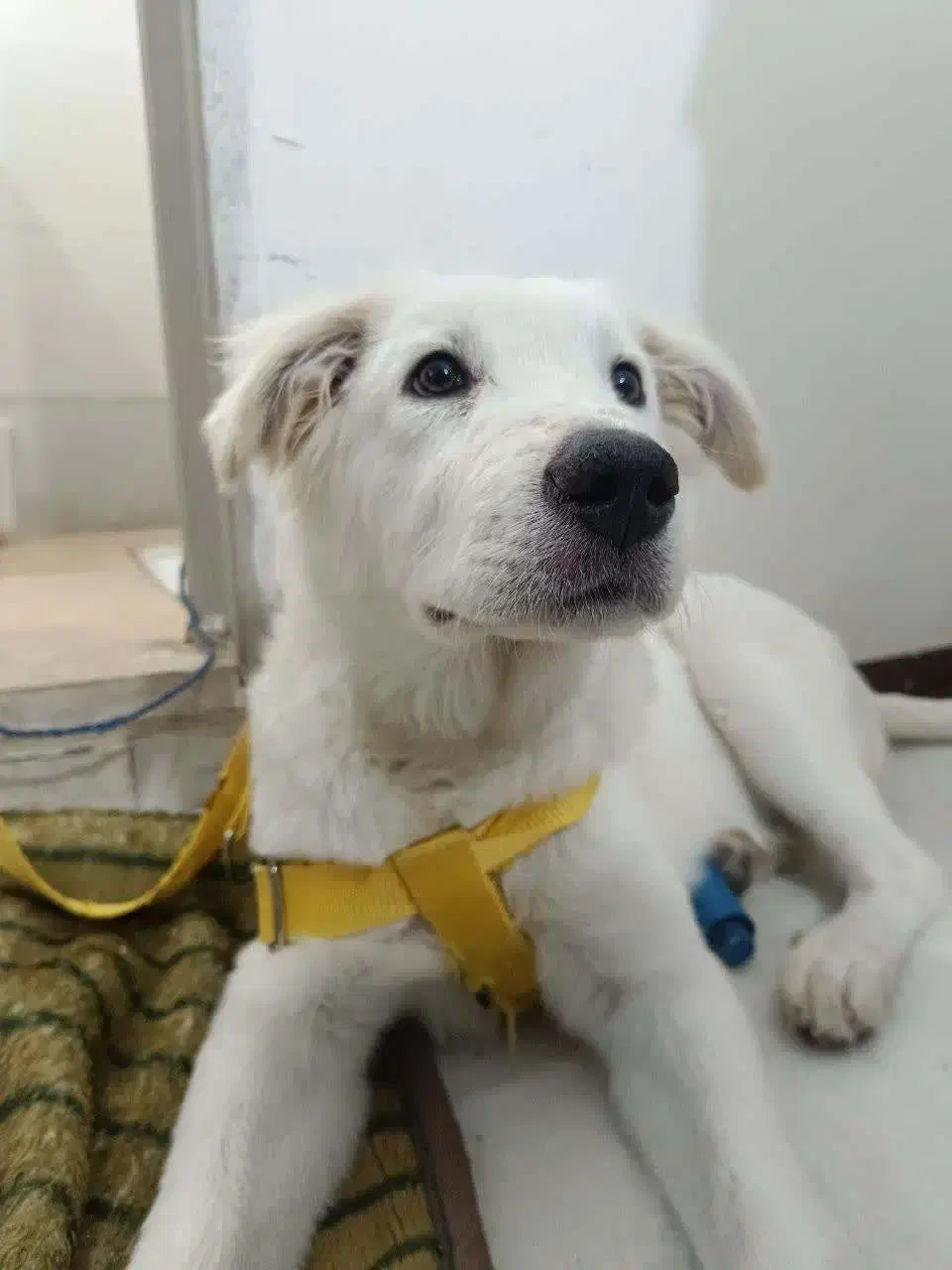 سگ بازیگوش|سگ|رباط‌کریم, رباط‌کریم|دیوار