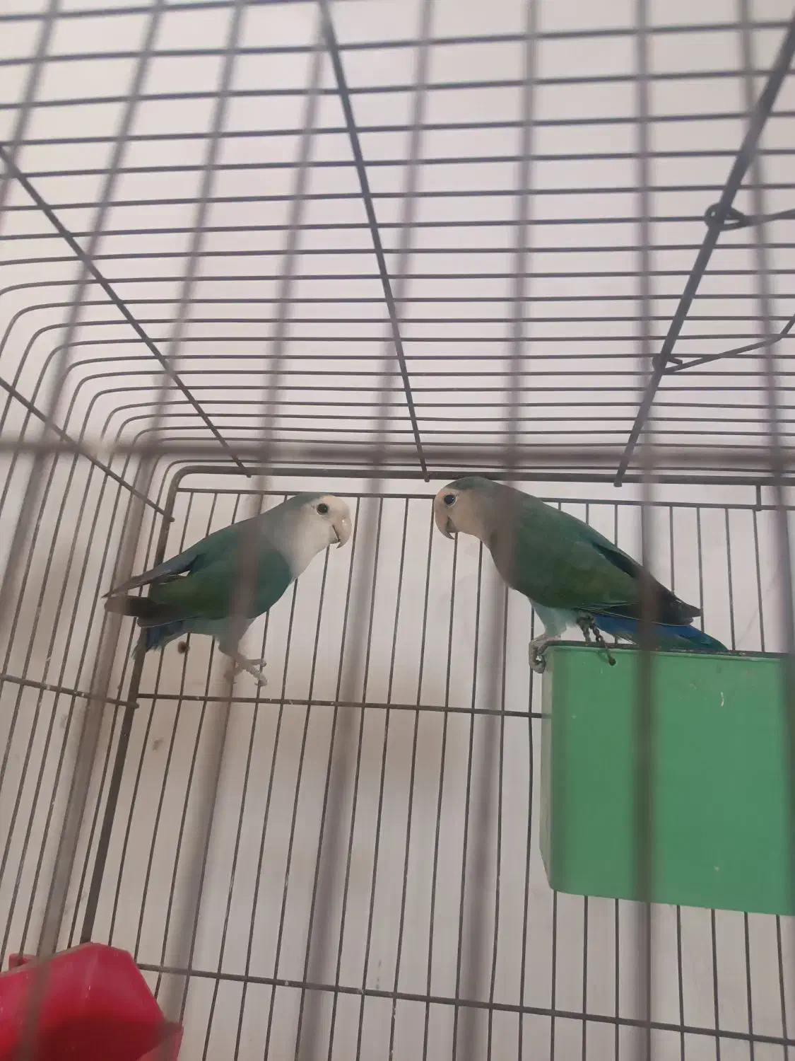 فروش دوتا طوطی برزیلی|پرنده|دورود, |دیوار