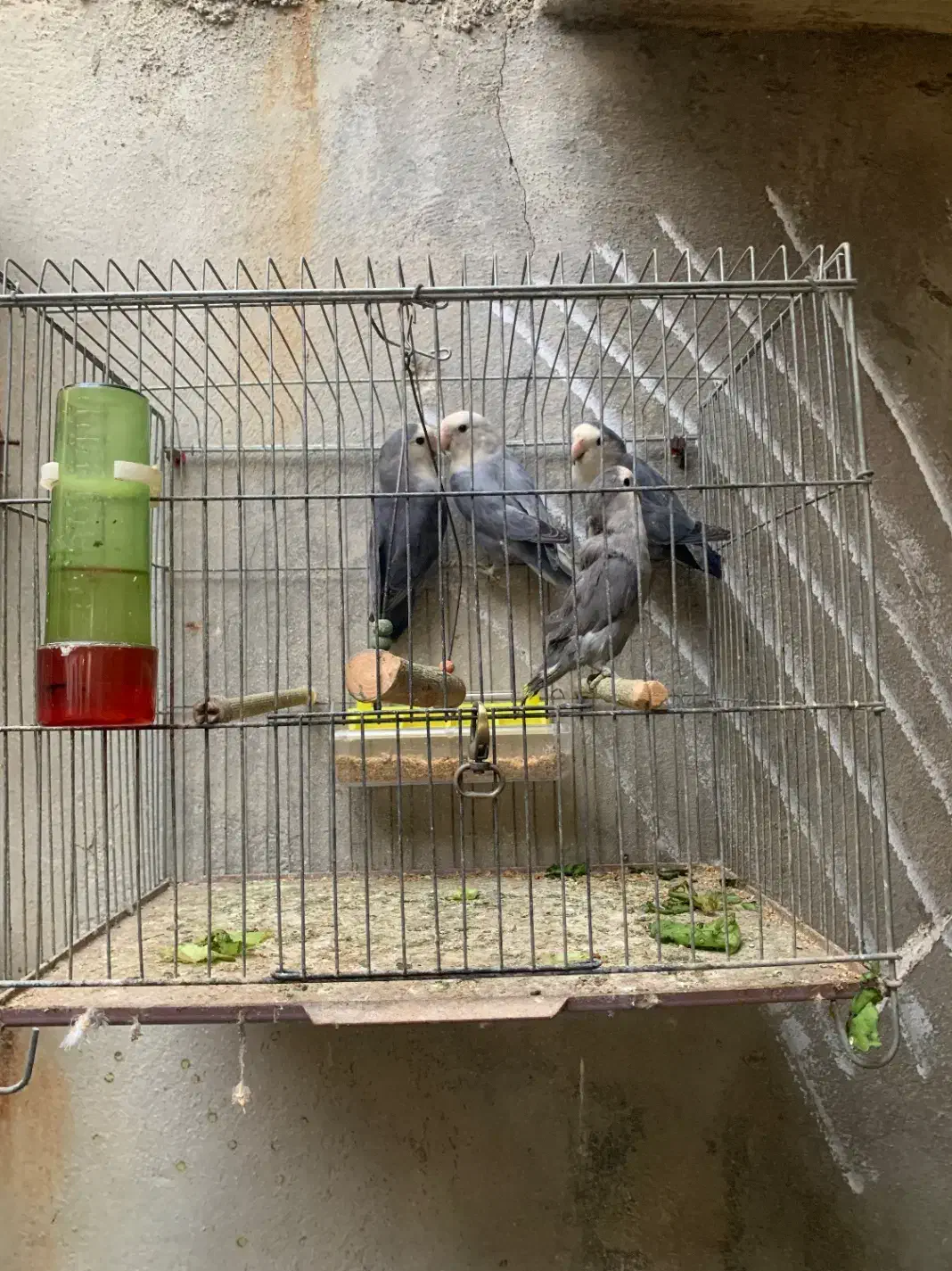 فروش طوطی برزیلی|پرنده|جم, |دیوار