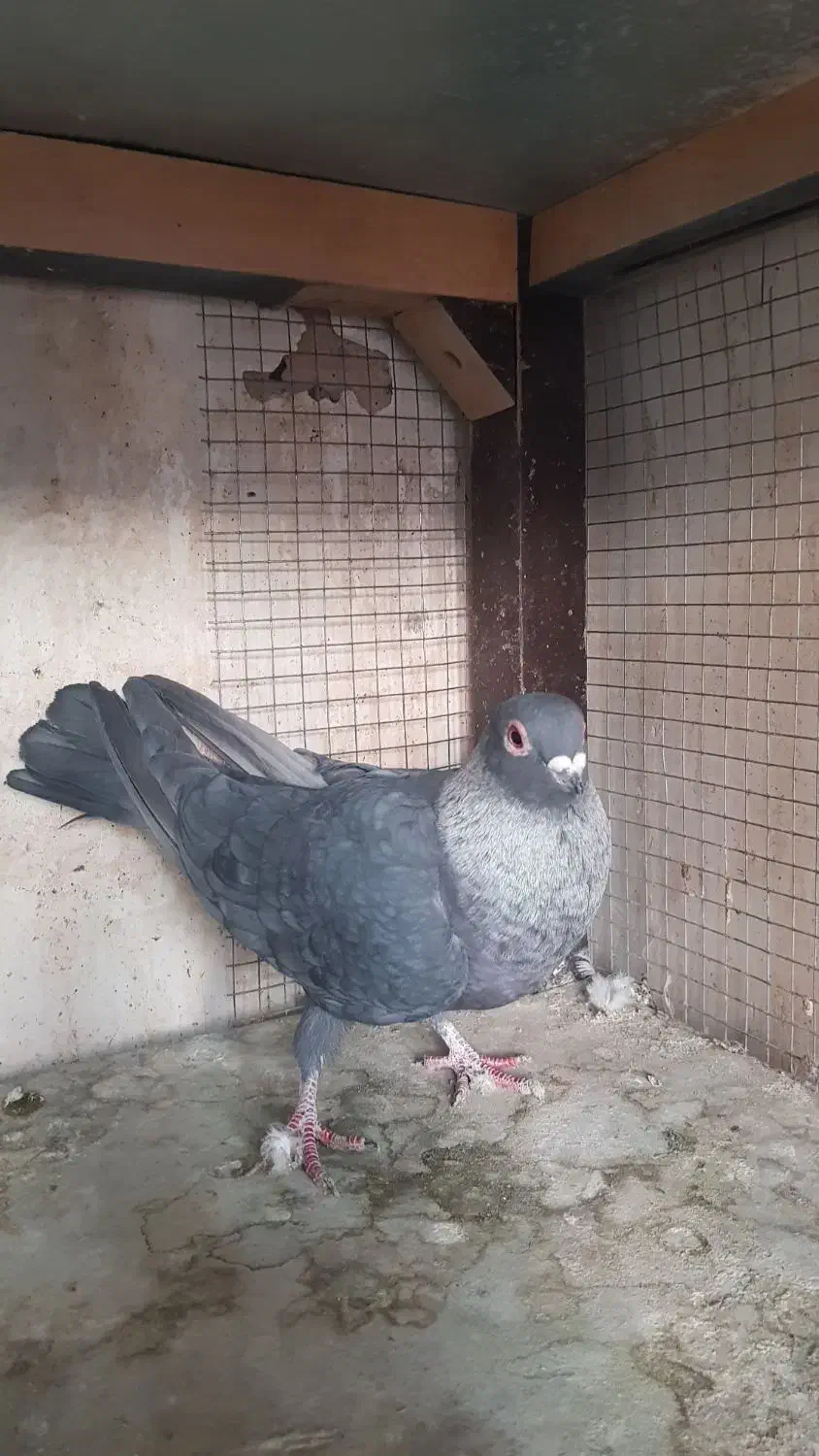 کبوتر|پرنده|فولادشهر, مسکن مهر فولادشهر|دیوار