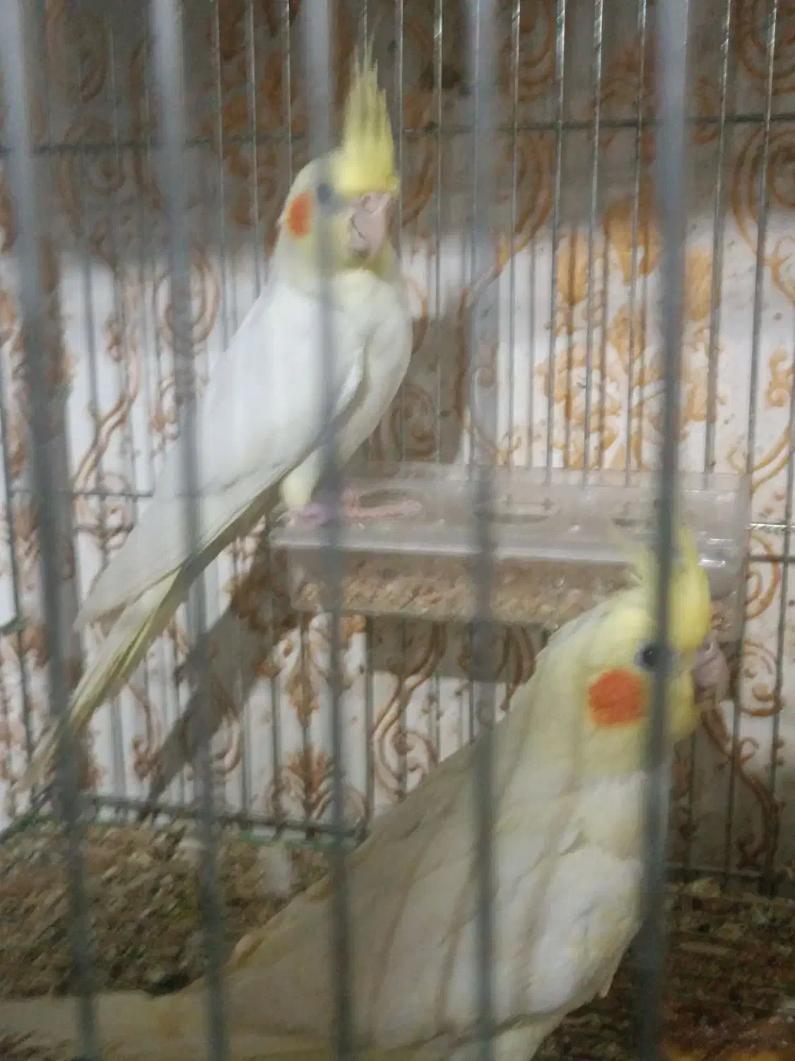 فروش جفت عروس لوتینو چشم شرابی|پرنده|اهواز, کوی رمضان|دیوار