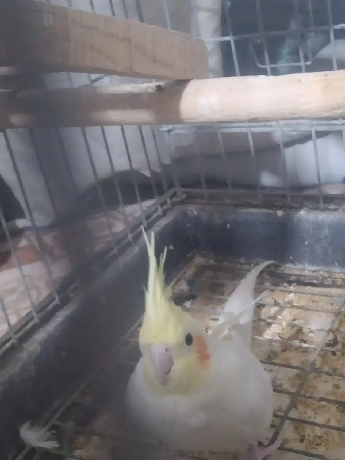 عروس هلندی باقفس|پرنده|ماهدشت, |دیوار