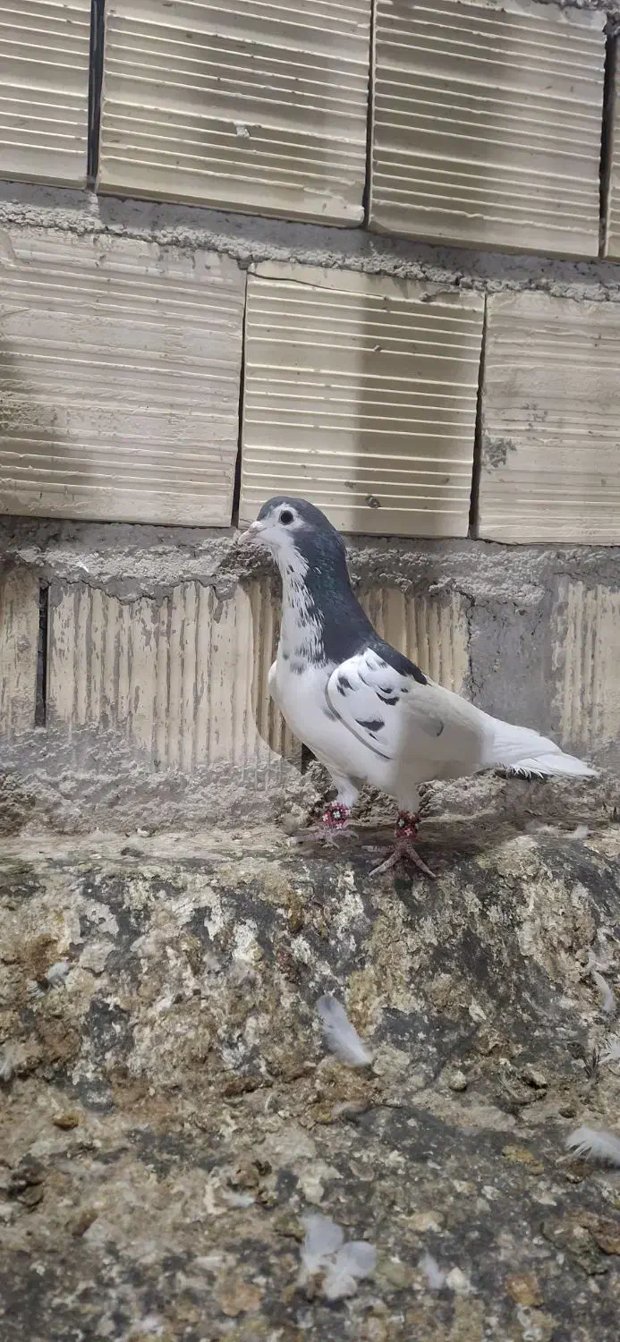 یال گل دار|پرنده|استهبان, |دیوار