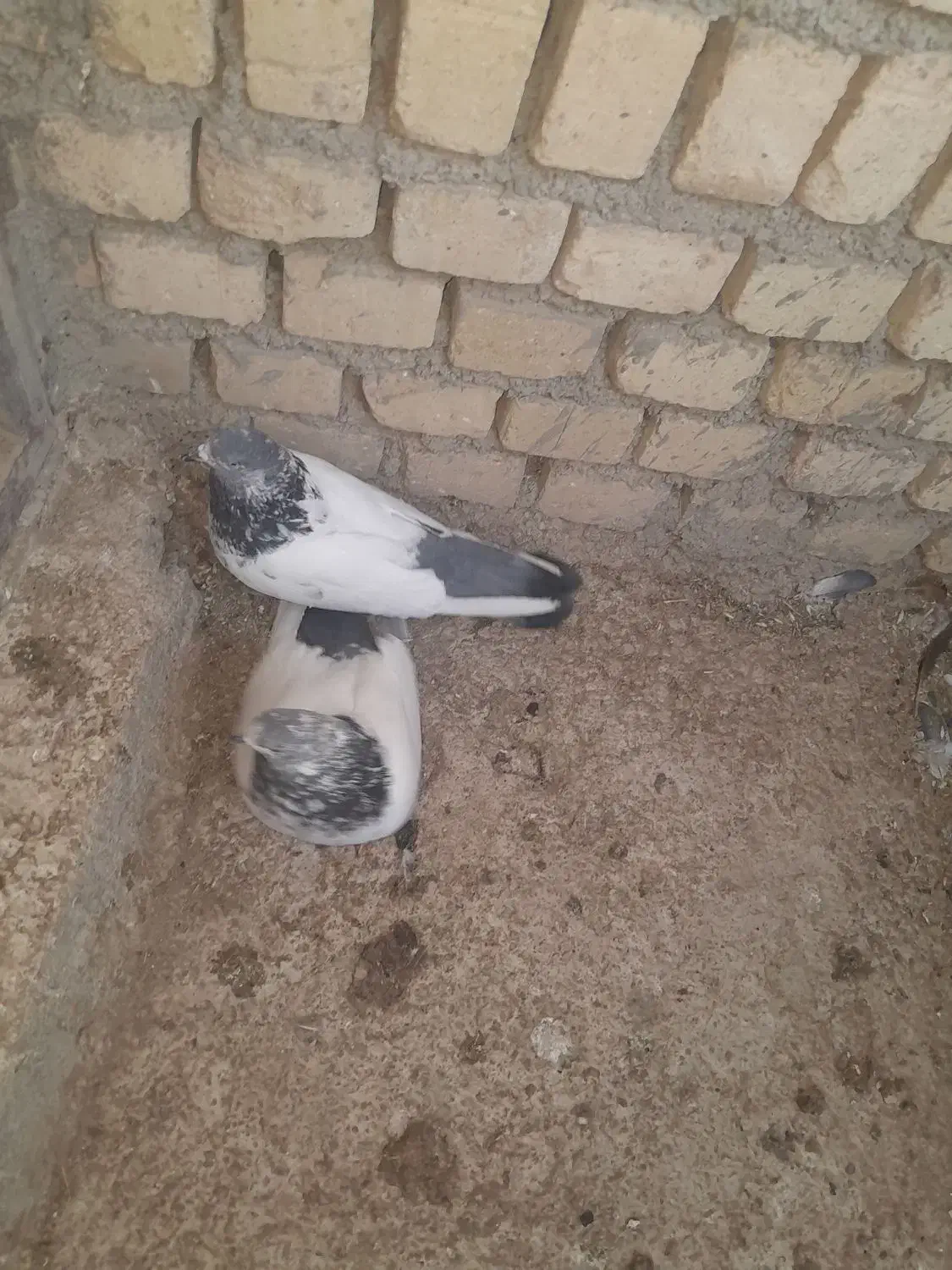 چند جفت کبوتر کله دم سبز|پرنده|کتالم و سادات شهر, |دیوار