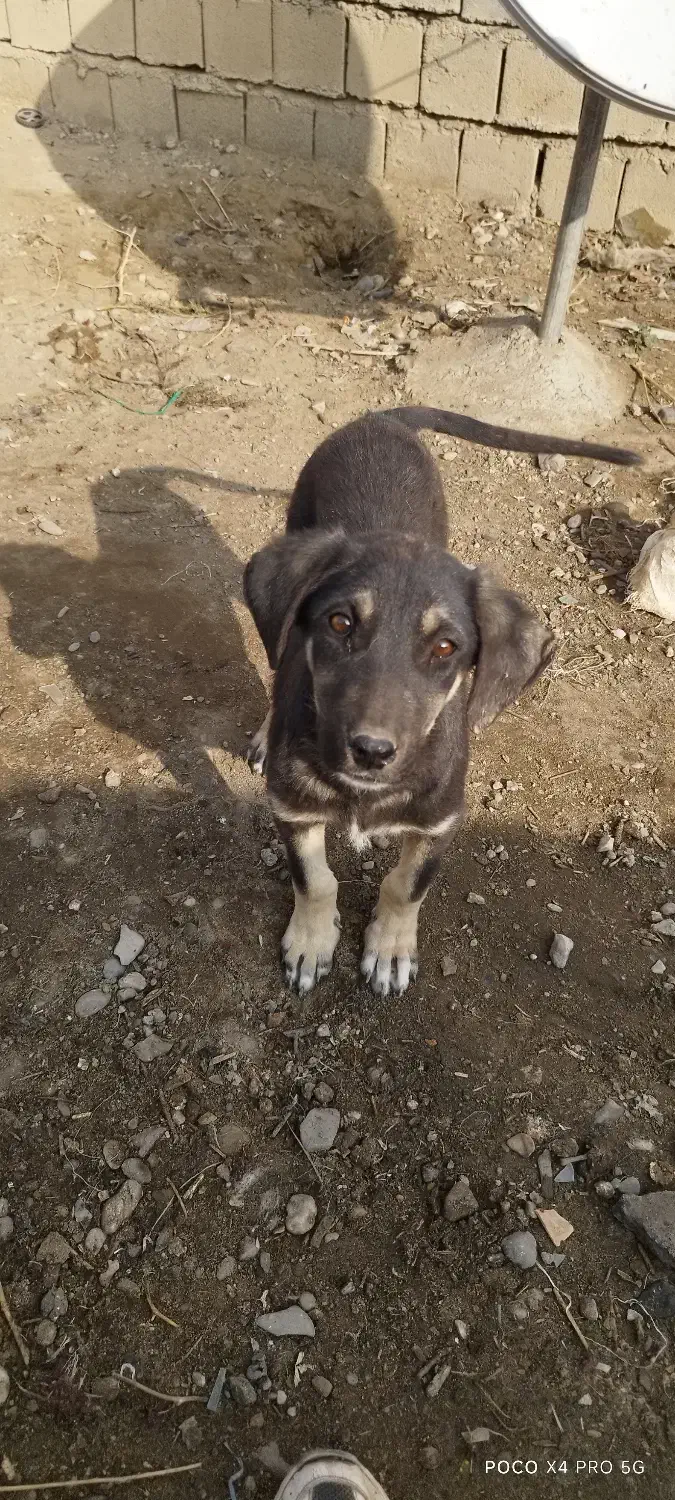 توله سگ عراقی|سگ|میاندوآب, |دیوار