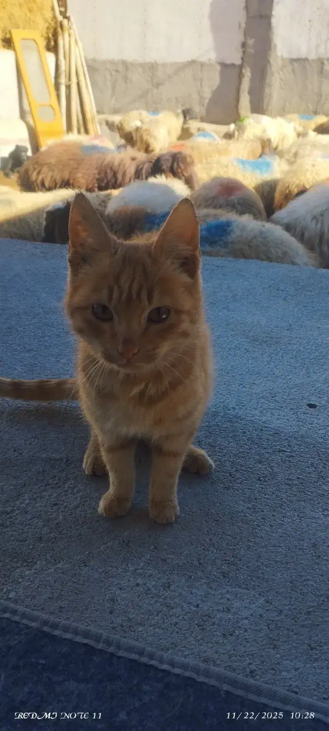 بچه گربه نر|گربه|قوچان, |دیوار