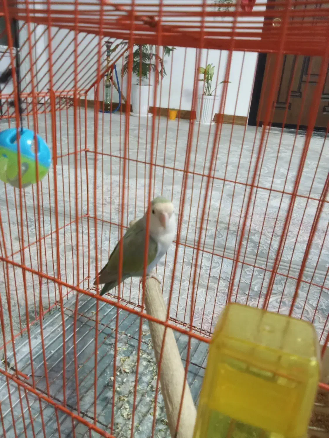 طوطی برزیلی|پرنده|کهریزک, |دیوار