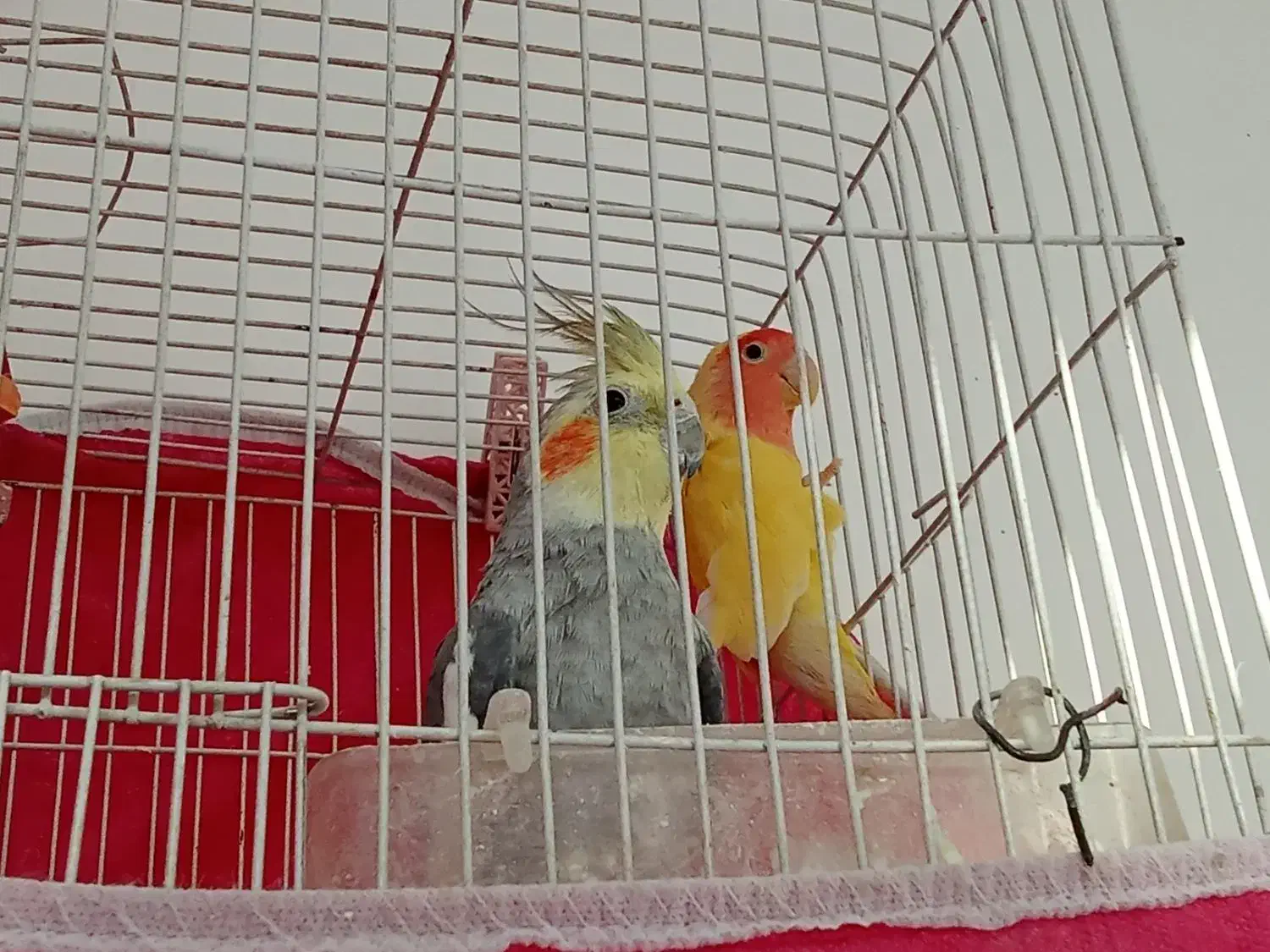 یک عروس هلندی نر و کوتوله برزیلی نر|پرنده|اسفراین, |دیوار