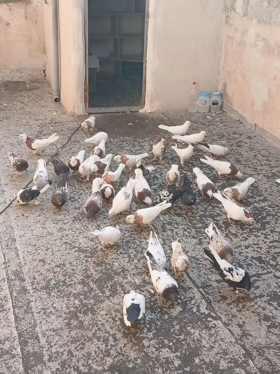 کفتر طوقی سرور سینه سیاه|پرنده|تهران, بهارستان|دیوار