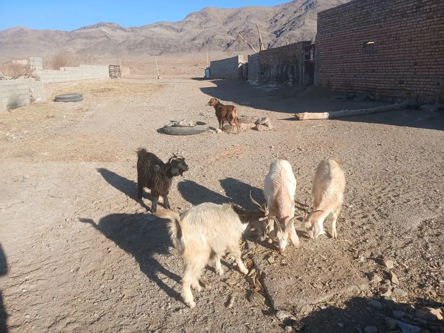 گوسفند|حیوانات مزرعه|ماهدشت, |دیوار