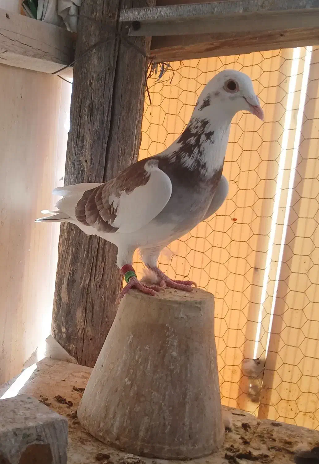 پلاکی|پرنده|شهرکرد, |دیوار