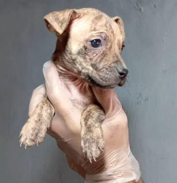 سگ نگهبان وگارد|سگ|بیرجند, |دیوار