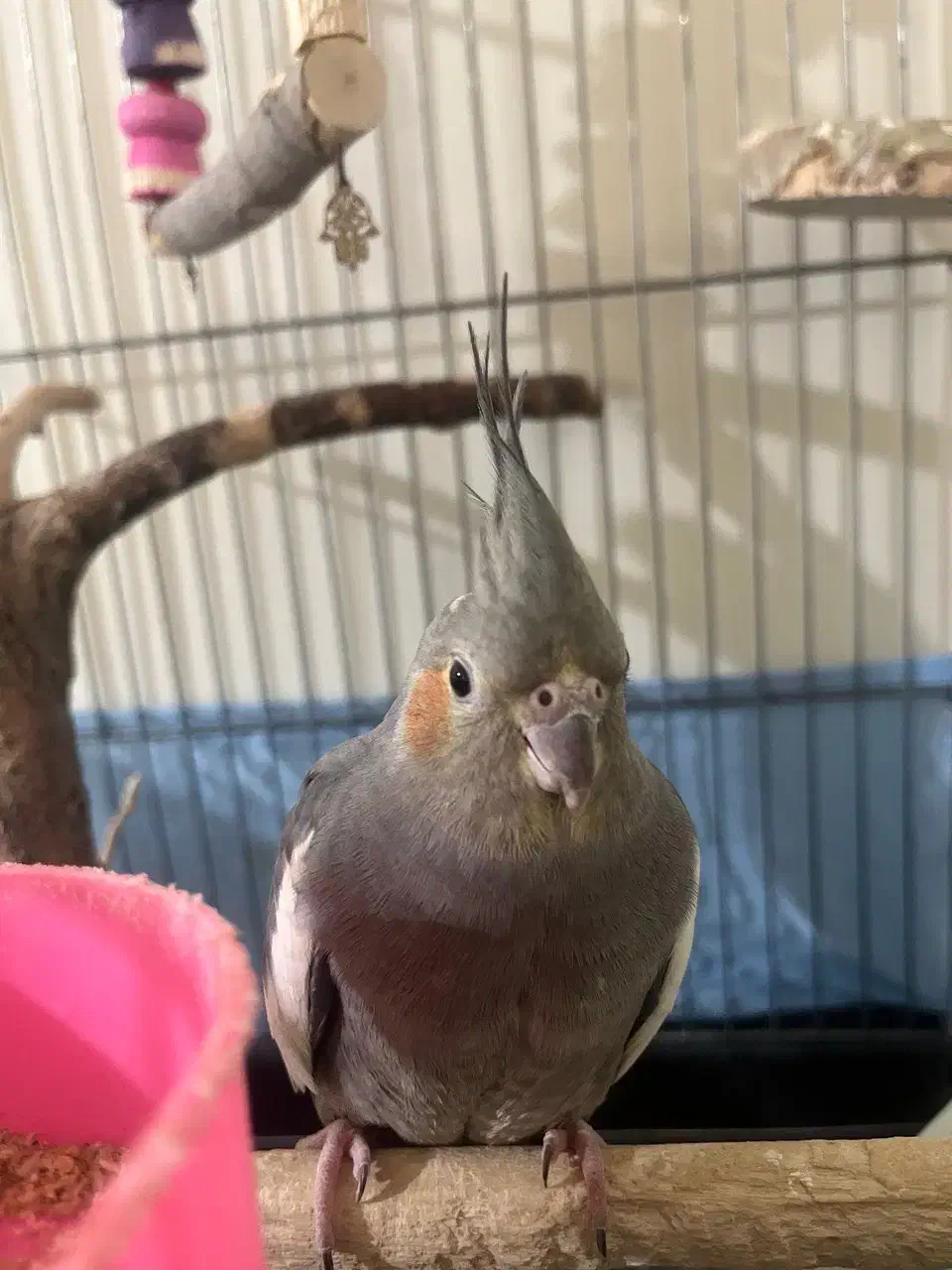 عروس هلندی سخنگو|پرنده|قدس, شهر‌قدس|دیوار