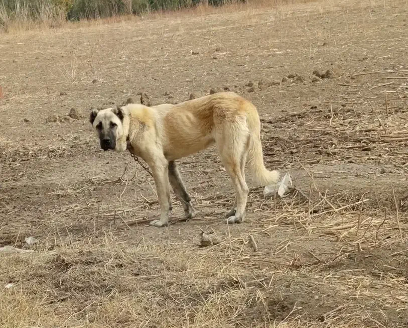 توله کانگال نر اصل هشت ماهه|سگ|ارومیه, |دیوار