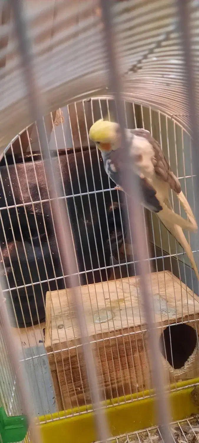 جفت عروس پاریس ۵ تخمه با قفس|پرنده|رامهرمز, |دیوار