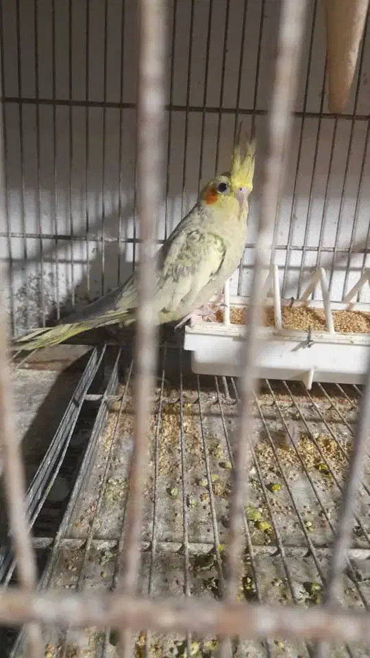 عروس هلندهای بالغ|پرنده|قشم, |دیوار