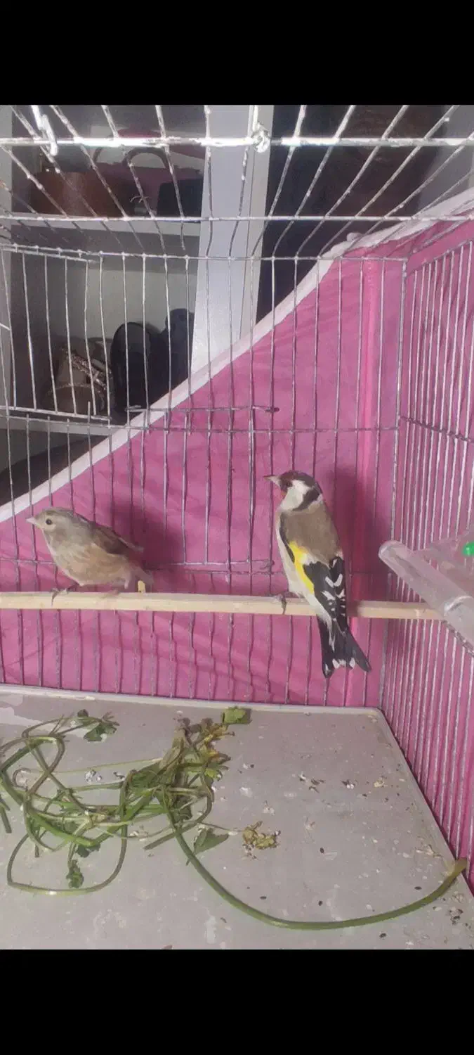 سهره وحشی ماده|پرنده|نقده, |دیوار