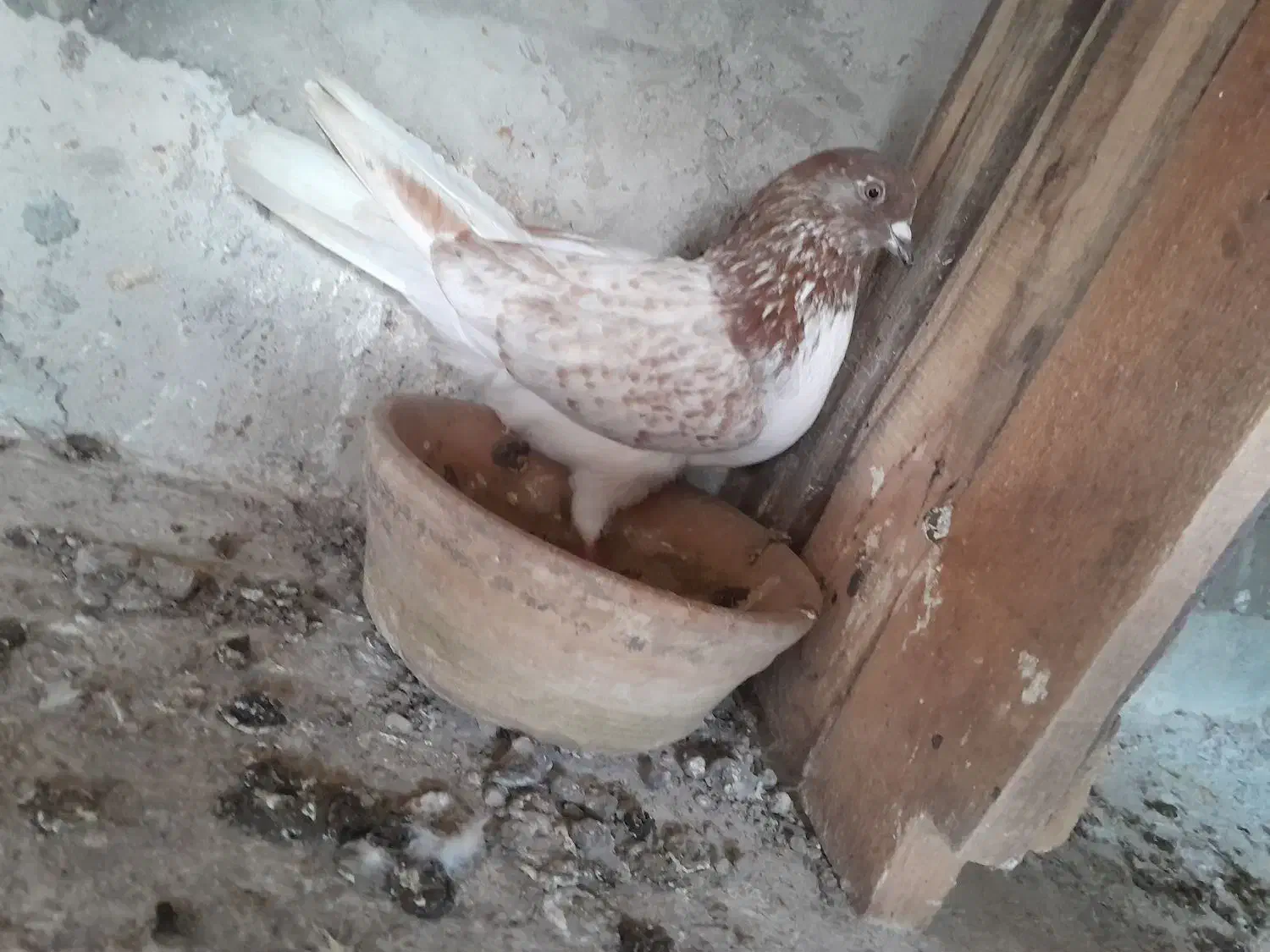 کبوتر پرشی|پرنده|صومعهسرا, |دیوار