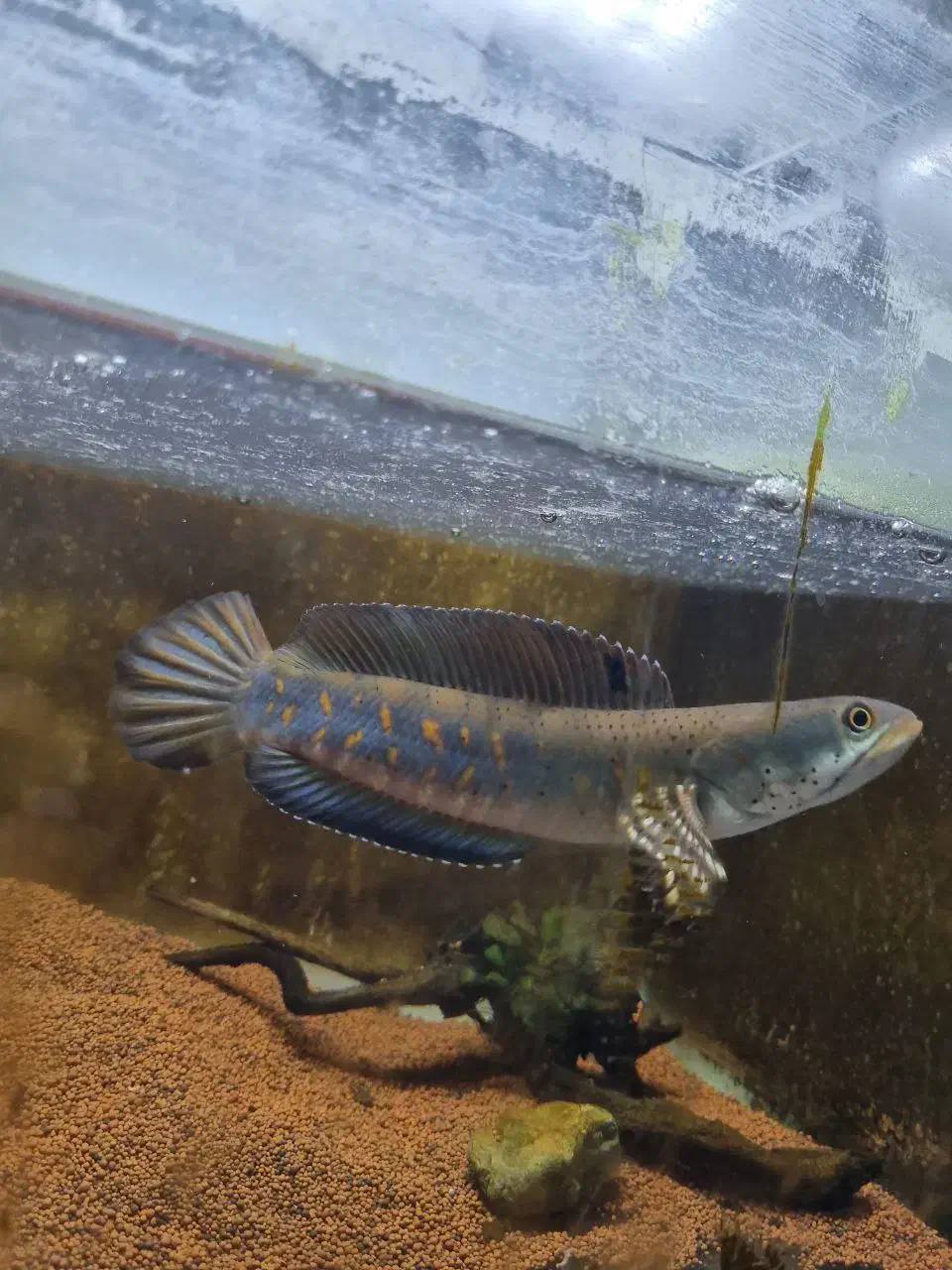 چانا|ماهی|تهران, کیانشهر|دیوار