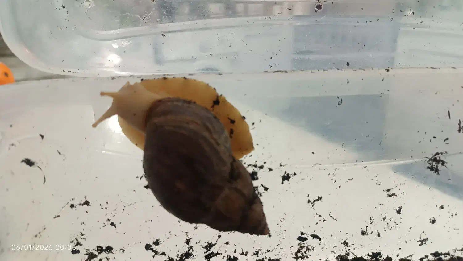 حلزون آچاتینا|خزنده|اصفهان, پزوه|دیوار